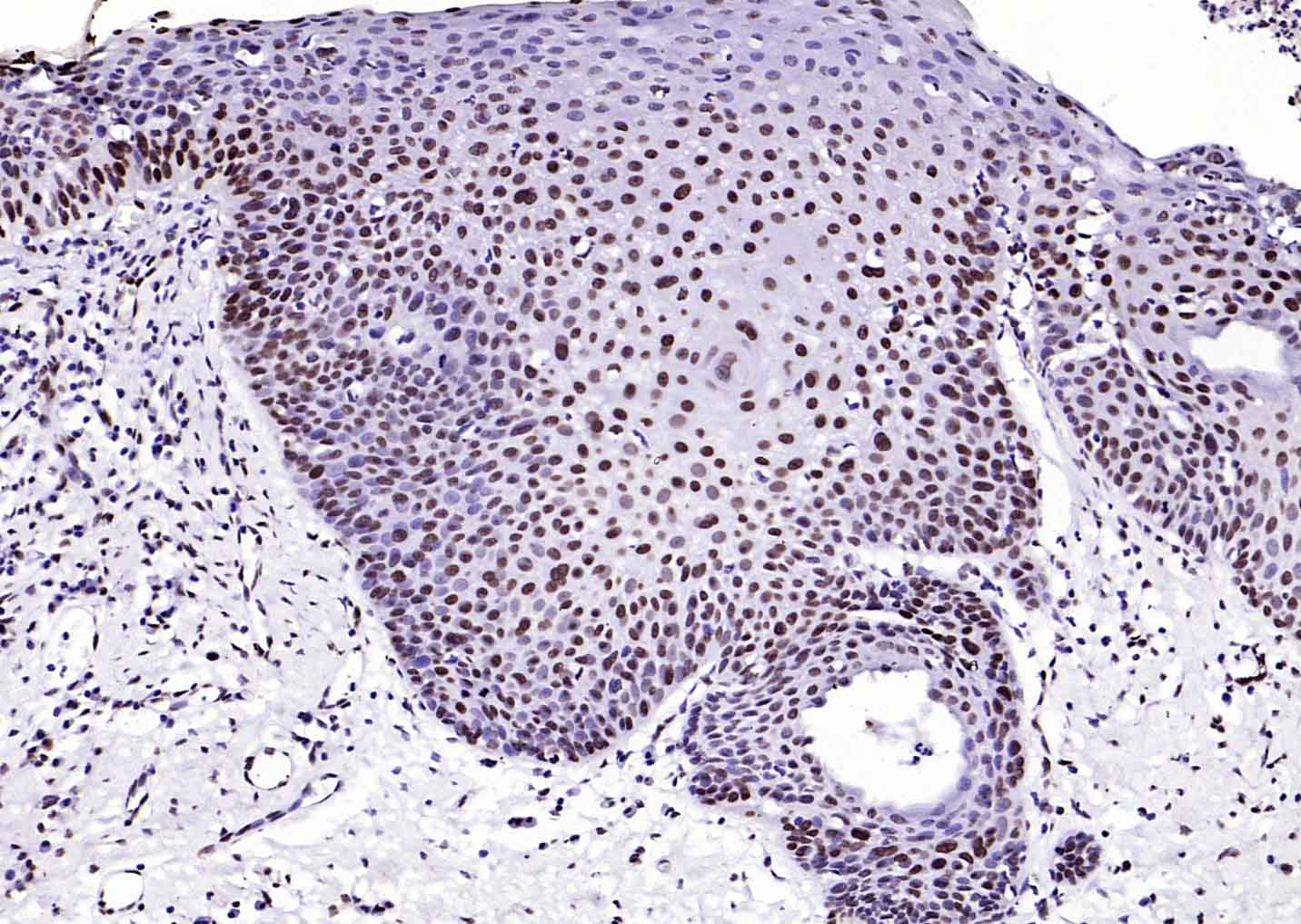生物素标记的F(ab)2片段羊抗兔IgG H&L抗体